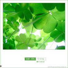 吃瓜四叶草娱乐